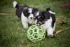 Puppies