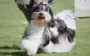 Havanese NZ