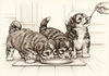 The Care and Feeding of your Havanese Puppy