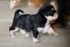 4 weeks old and out and about
