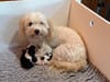 A new litter for Willow