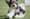 Havanese NZ